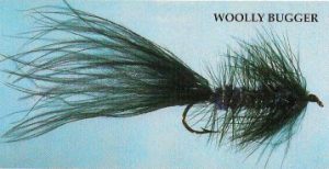 Woolly Bugger