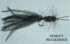 Murrays Hellgrammite