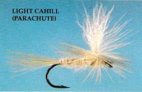 Light Cahill (Parachute)