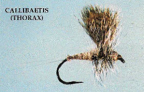 Callibates-Thorax