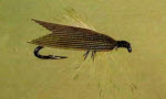 Brown Tent Wing Caddis