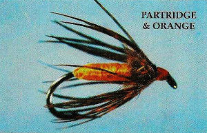 Partridge & Orange