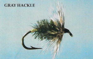 Gray Hackle