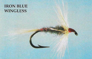 Iron Blue Wingless